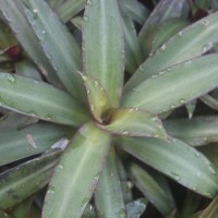 <i>Tradescantia spathacea</i>  Sw.